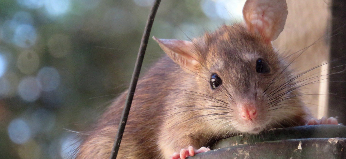 Health Hazards Are Caused By Rodents Health Hazards Are Caused By Rodents